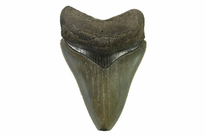 Serrated, Colorful, Fossil Megalodon Tooth - Georgia #338761